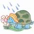 Turtle in the Rain