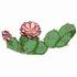 Prickly Pear