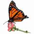 Monarch Butterfly