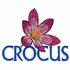 Crocus