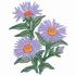 Asters