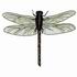 Dragonfly 4