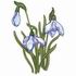 Snowdrops