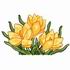 Yellow Crocus