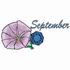 September - Morning Glory & Sapphire