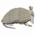 Banded Armadillo