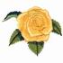 Yellow Rose