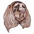 Sussex Spaniel