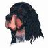 Gordon Setter