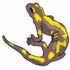 Fire Salamander