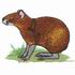 Golden Agouti