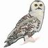 Snowy Owl