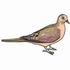 Mourning Dove