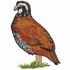 Northern Bobwhite