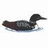 Common Loon