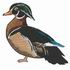 Wood Duck