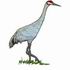 Sandhill Crane