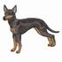 Toy Manchester Terrier