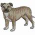 Staffordshire Bull Terrier