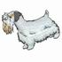 Sealyham Terrier