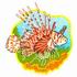 Lionfish