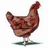 Rhode Island Red