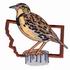 Western Meadowlark - Montana