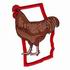 Rhode Island Red - Rhode Island