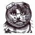 Scottish Fold