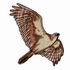 Red Tailed Hawk