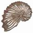 Brown Paper Nautilus