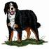 Bernese Mountain Dog