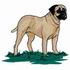 Bull Mastiff