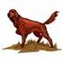 Irish Setter