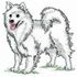 American Eskimo Dog