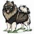 Keeshond