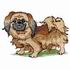 Pekingese