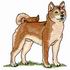 Shiba Inu