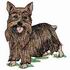 Silky Terrier