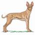 Pharaoh Hound