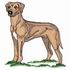 Rhodesian Ridgeback