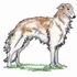 Borzoi