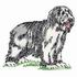 Bearded Collie