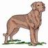 Chesapeake Bay Retriever