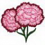 Carnation