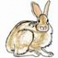 Snowshoe Hare